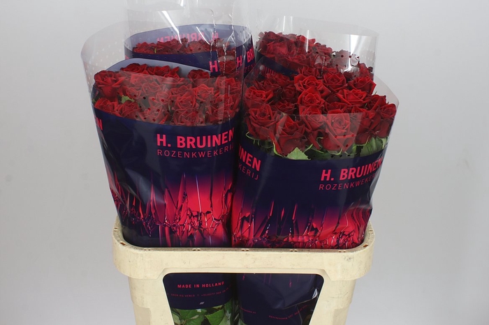 <h4>Rosa Gr Testarossa</h4>