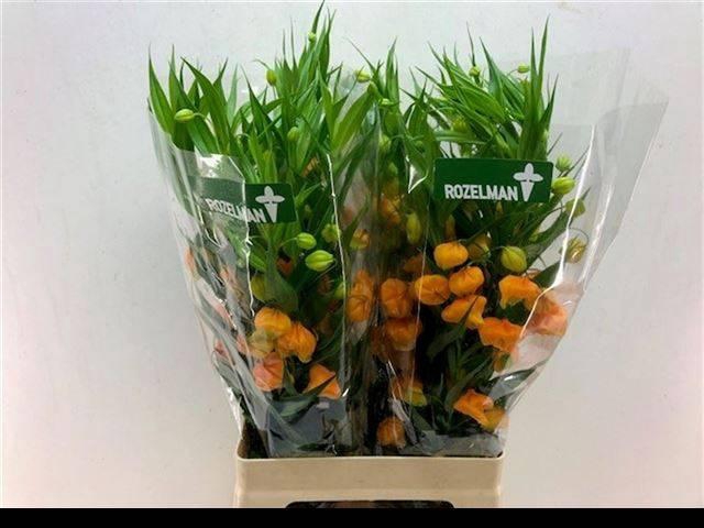 <h4>SANDERSONIA#</h4>