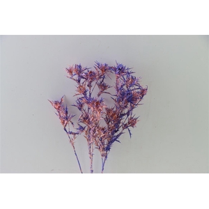 Dried Artz Cardi Da Vinci Bunch