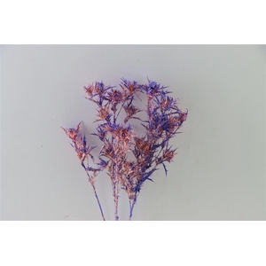 Dried Artz Cardi Da Vinci Bunch Slv