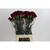 Dianthus St Zurigo