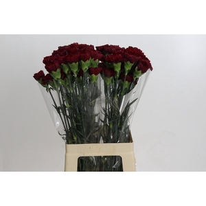 Dianthus St Zurigo