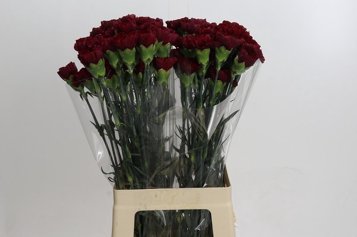 <h4>Dianthus St Zurigo</h4>