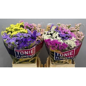 LIMONIUM SINUATUM   ...MIX
