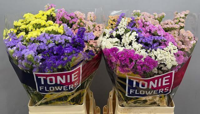 <h4>LIMONIUM SINUATUM   ...MIX</h4>