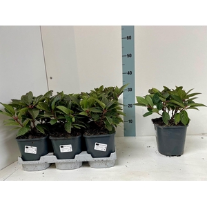 HYDR PANICULATA