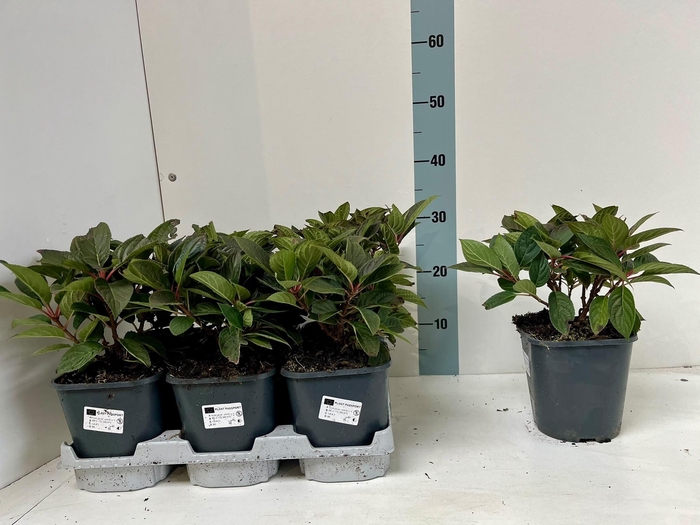 <h4>HYDR PANICULATA</h4>