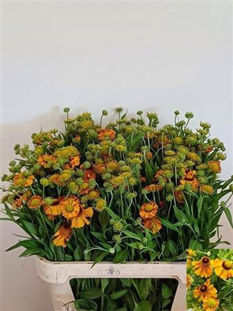 <h4>Helenium Orange Flame</h4>