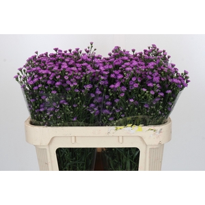 Aster Baby Pink