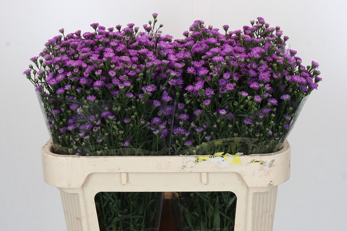 <h4>Aster Baby Pink</h4>
