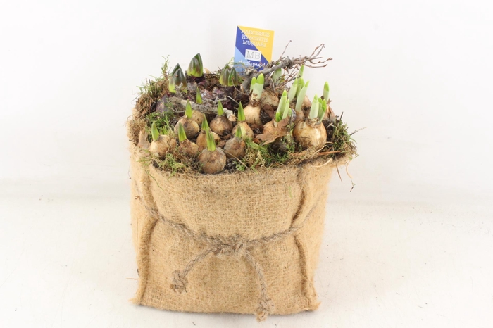 <h4>arr4 Bollenmix MB - Jute zak XL</h4>