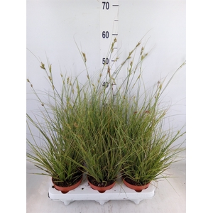 Carex brunnea 'Jubilo'