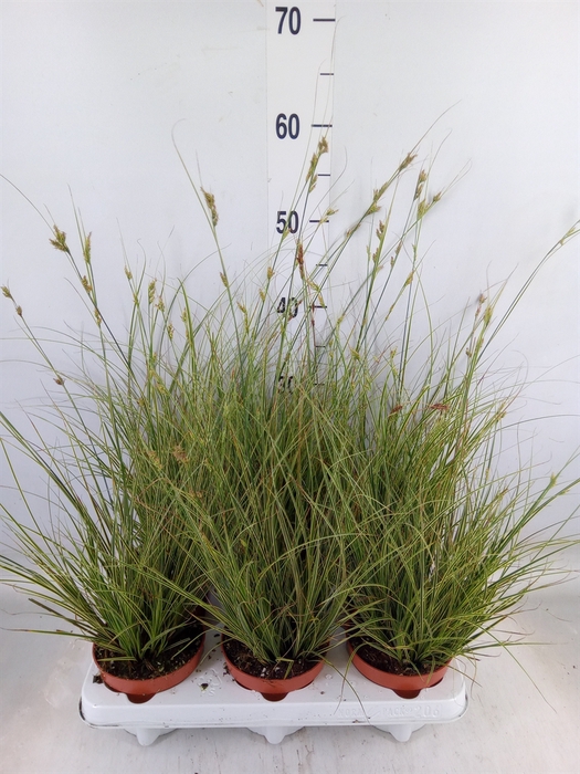 <h4>Carex brunnea 'Jubilo'</h4>
