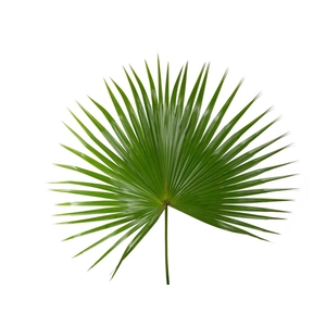 FOLHAGEM PALMEIRA LATANIA