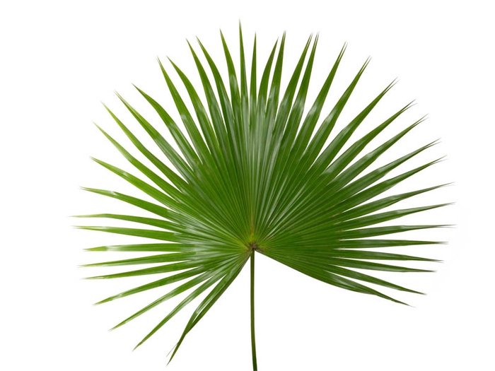 <h4>FOLHAGEM PALMEIRA LATANIA</h4>