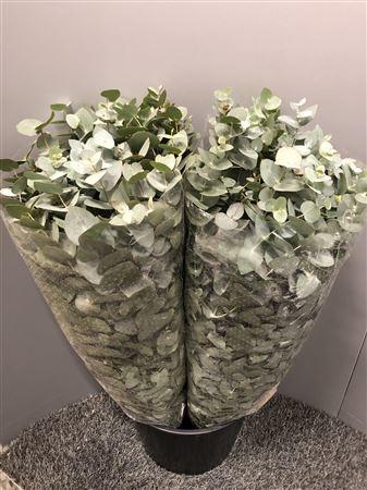 <h4>Euca Cinerea 350gr</h4>