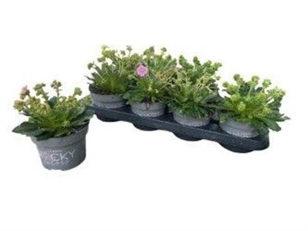 Lewi Rocky Color Gem