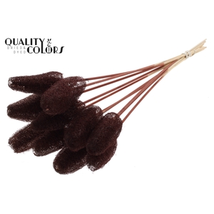 Luffa Mini on stem Brown