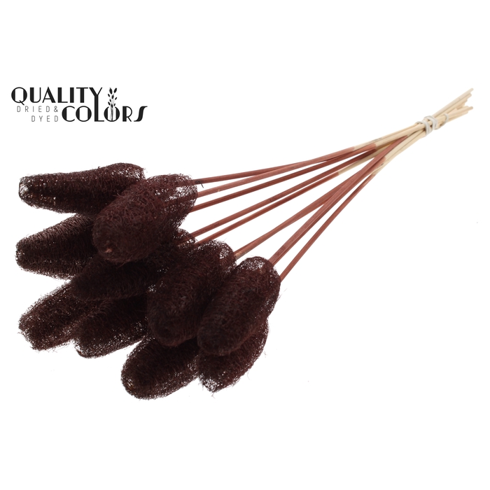 <h4>Luffa Mini on stem Brown</h4>