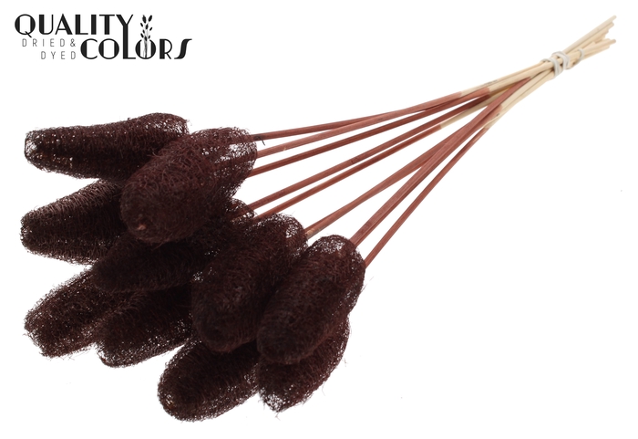 Luffa Mini on stem Brown