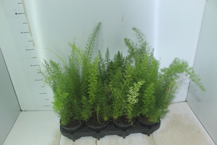 <h4>ASPARGO REAL P15</h4>