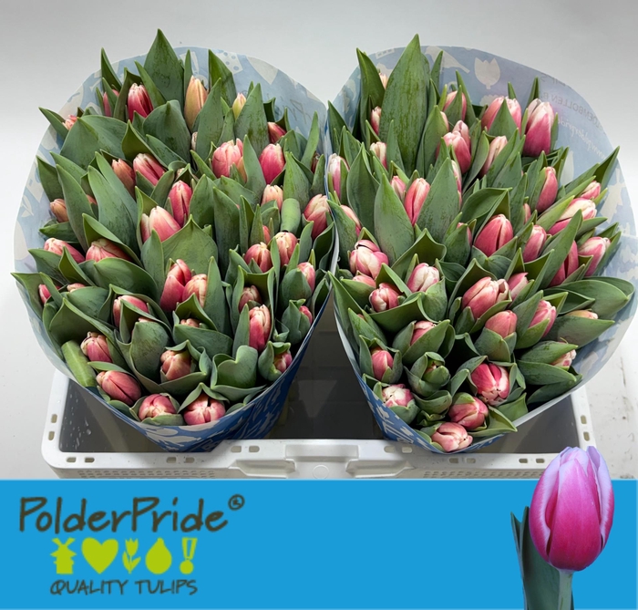 <h4>TU EN UNIVERSUM</h4>