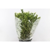 Buxus 300 Gram