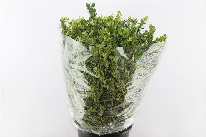 <h4>Buxus 300 Gram</h4>