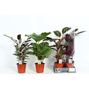 Calathea gemengd 5 soorten
