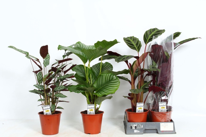 <h4>Calathea gemengd 5 soorten</h4>