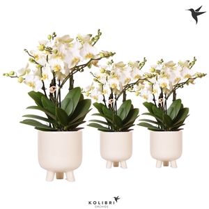 Kolibri Orchids Phalaenopsis Lausanne in gummy travertine