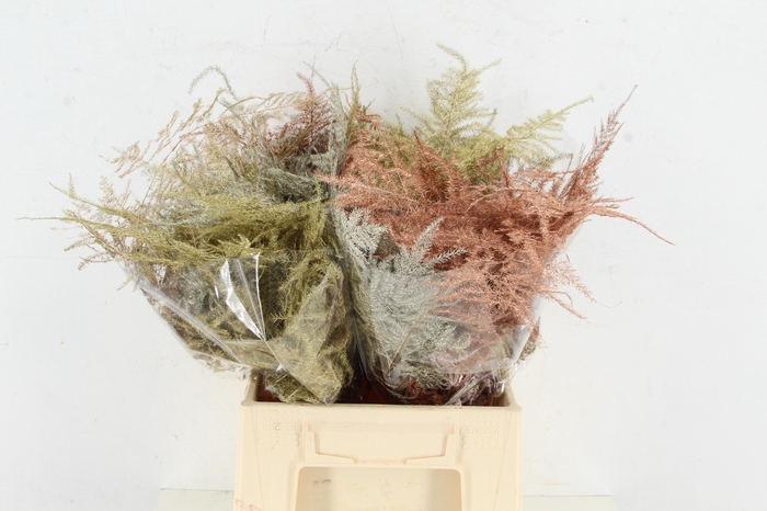<h4>Asparagus 1e Veren Christmas mix</h4>