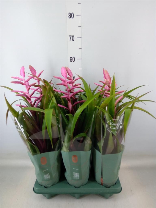 <h4>Tillandsia  'Andreas'</h4>