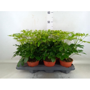 Schefflera arbor. 'Nora'