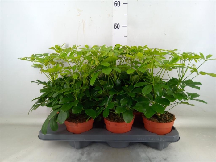<h4>Schefflera arbor. 'Nora'</h4>