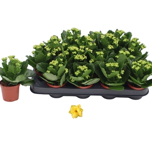 KAL GE AMARILLO YELL