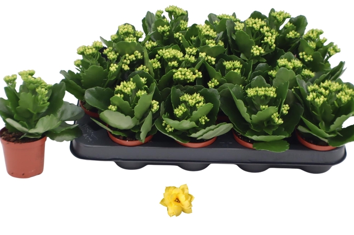 <h4>KAL GE AMARILLO YELL</h4>