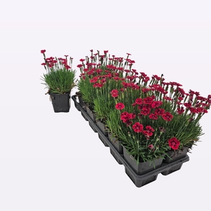 Dianthus Grat. Diantini 'Flare'