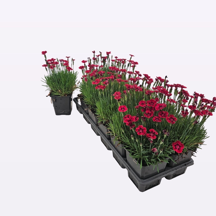 <h4>Dianthus Grat. Diantini 'Flare'</h4>