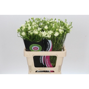 Ran Moderna Galaxy St