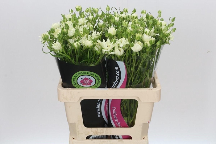 <h4>Ran Moderna Galaxy St</h4>