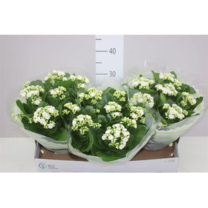 Kalanchoe Calandiva Wit
