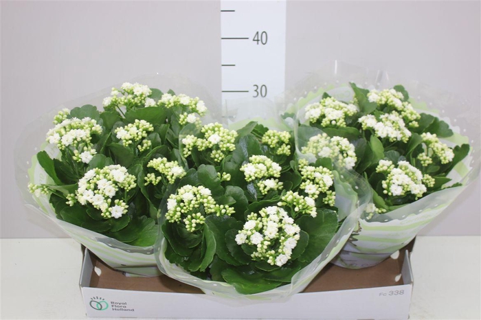 <h4>Kalanchoe Calandiva Wit</h4>