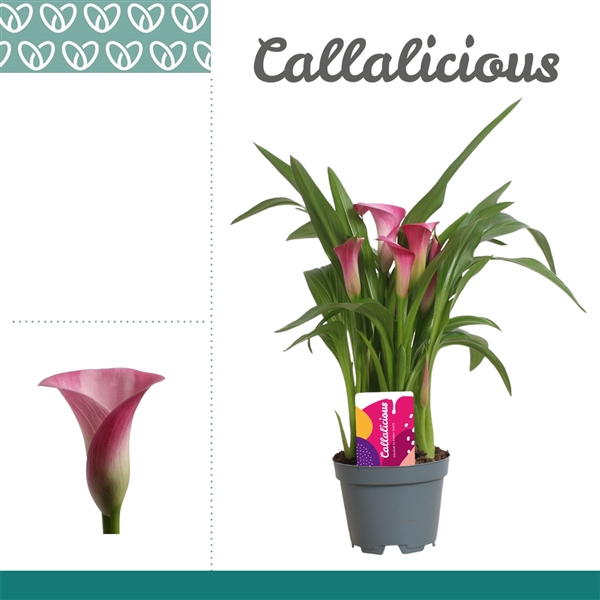 <h4>Zantedeschia Roze</h4>