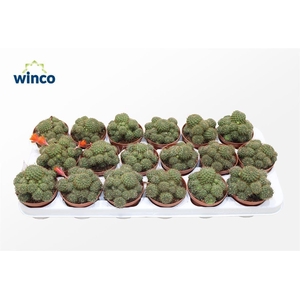 Rebutia Nitida