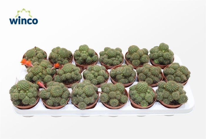 <h4>Rebutia Nitida</h4>