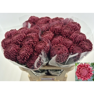 CHR G BIGOUDI RED