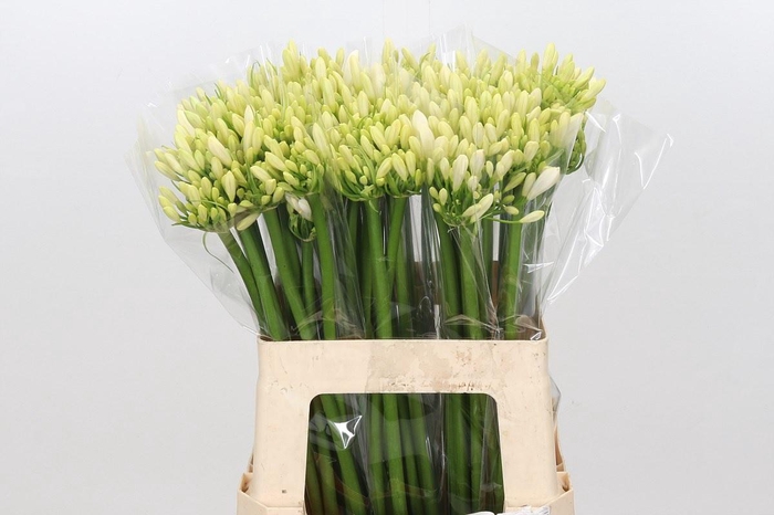 <h4>Agapanthus Gletsjer</h4>
