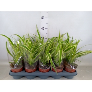 Chlorophytum com.