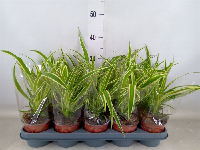 <h4>Chlorophytum com.</h4>